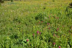 16 Meadow With Wildflowers Next To Naiset Cabins Near Lake Magog At Mount Assiniboine.jpg